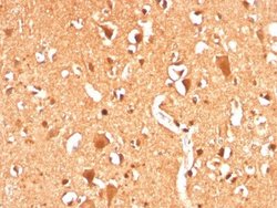 Ubiquitin B Antibody (UBB/3143R) - Azide and BSA Free, Novus Biologicals